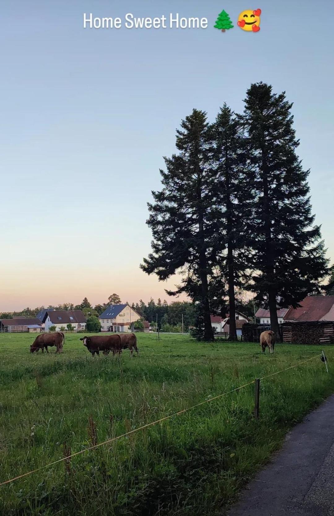 Chickenhill Blackforest, Ferienwohnung Grosshans Bad Wildbad Eksteriør billede